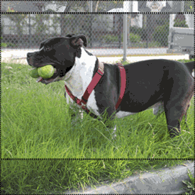 Onyx The Staffordshire Bull Terrier Stud For Hire