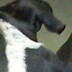 Onyx