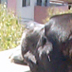 Onyx