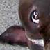 Onyx