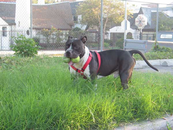 Onyx got 2 balls!