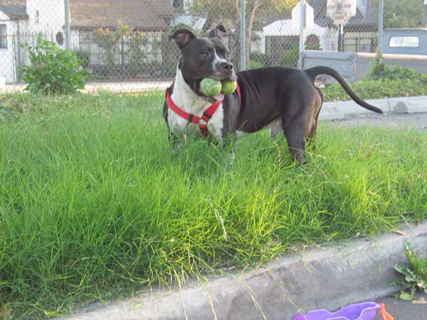 Onyx got 2 balls!