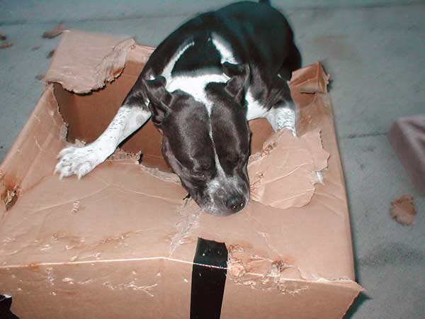 Card Box Terror - Shredding Boxes!