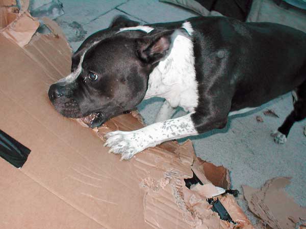 Card Box Terror - Shredding Boxes!