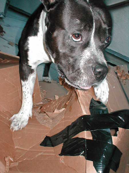 Card Box Terror - Shredding Boxes!