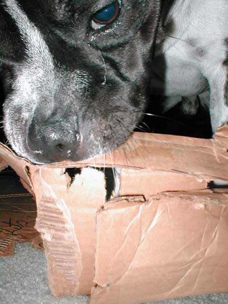 Onyx the box terror