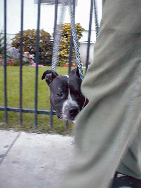 Onyx out for a walk.