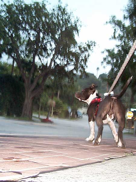 Onyx out for a walk.