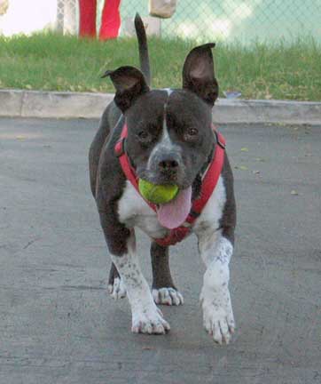 Playing catch a ball and then catch an other one!