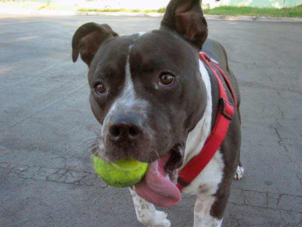 Playing catch a ball and then catch an other one!