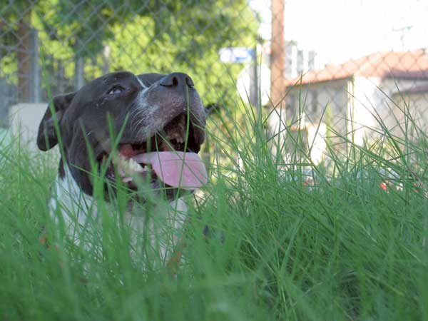 Taking a break to roll in the grass...