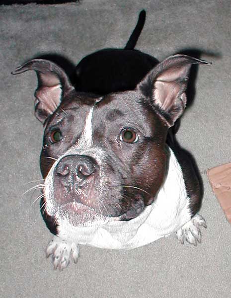 Onyx Look & Attitude