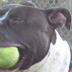 Onyx got his 2 balls!
