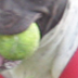 Onyx got his 2 balls!