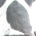 Onyx marking - O