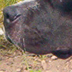 Onyx hanging out...