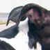 Onyx hanging out...