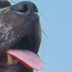 Onyx hanging out...
