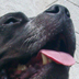 Onyx hanging out...